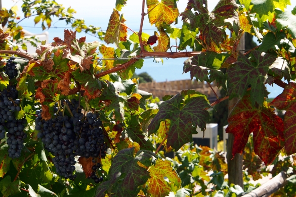 Vineyards casually decorate many homes and businesses on Capri