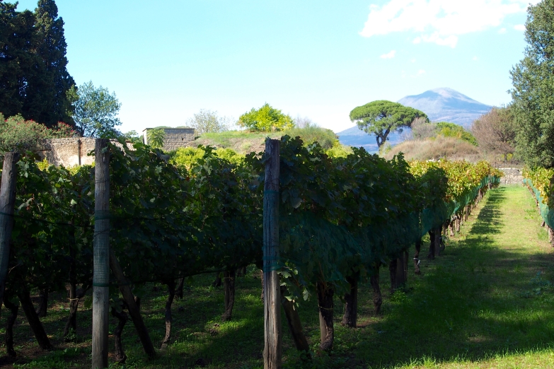 Vineyards beneath Mount Vesuvius